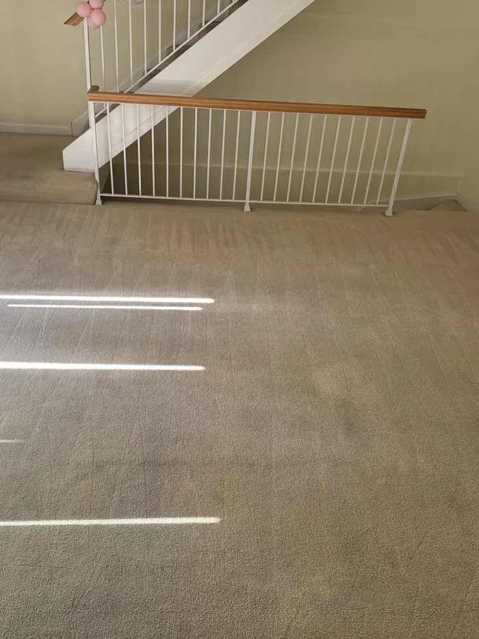 Living-room carpet after cleaning, even and bright